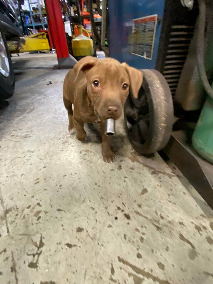 10mm Socket Bandit Caught Red-Handed