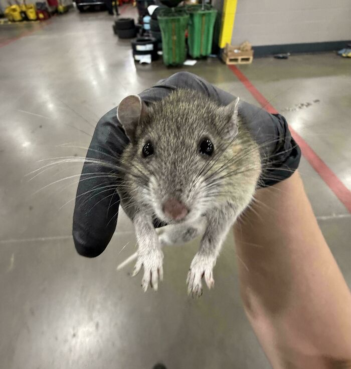 Found A Chubby Surprise Inside The Car!