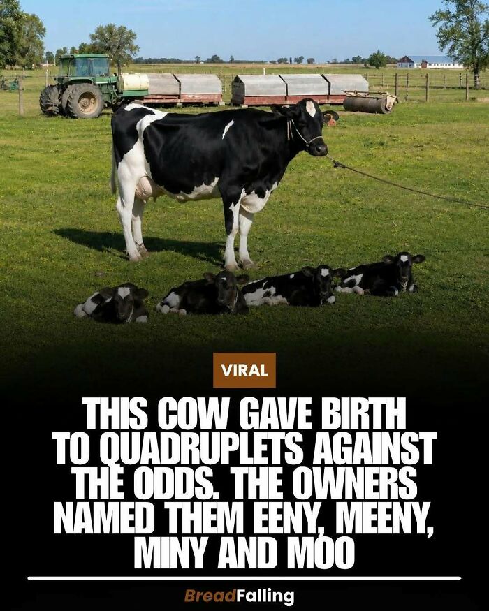 Wait, They Actually Rank This?! 63 Mind-Blowing Facts That’ll Totally Blow Your Mind