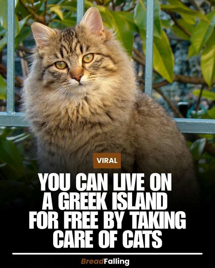 Wait, They Actually Rank This?! 63 Mind-Blowing Facts That’ll Totally Blow Your Mind