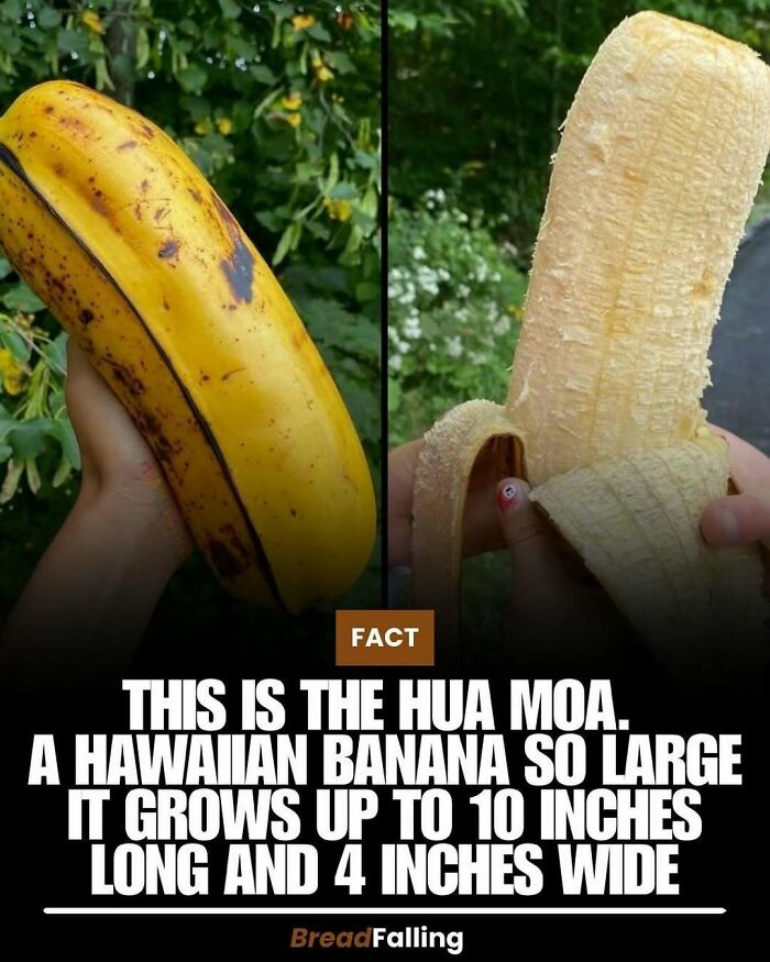Wait, They Actually Rank This?! 63 Mind-Blowing Facts That’ll Totally Blow Your Mind