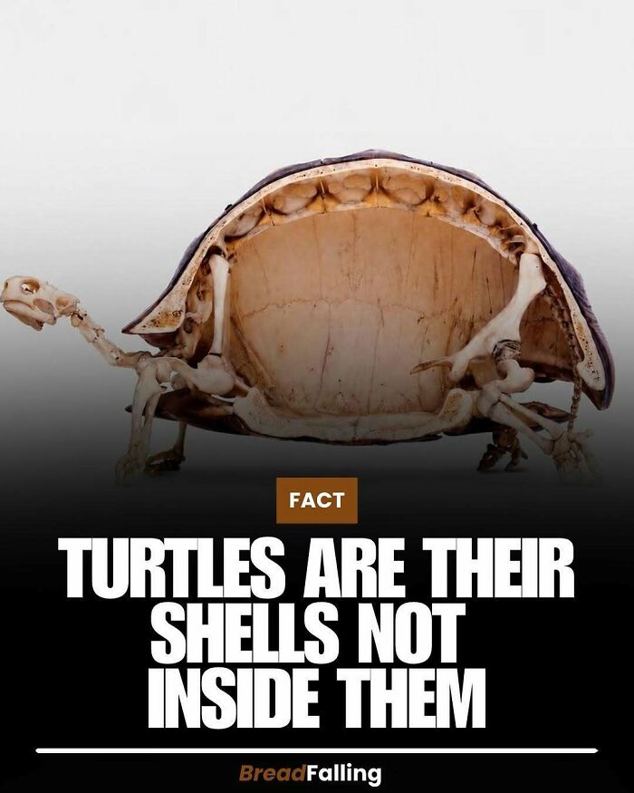 Wait, They Actually Rank This?! 63 Mind-Blowing Facts That’ll Totally Blow Your Mind