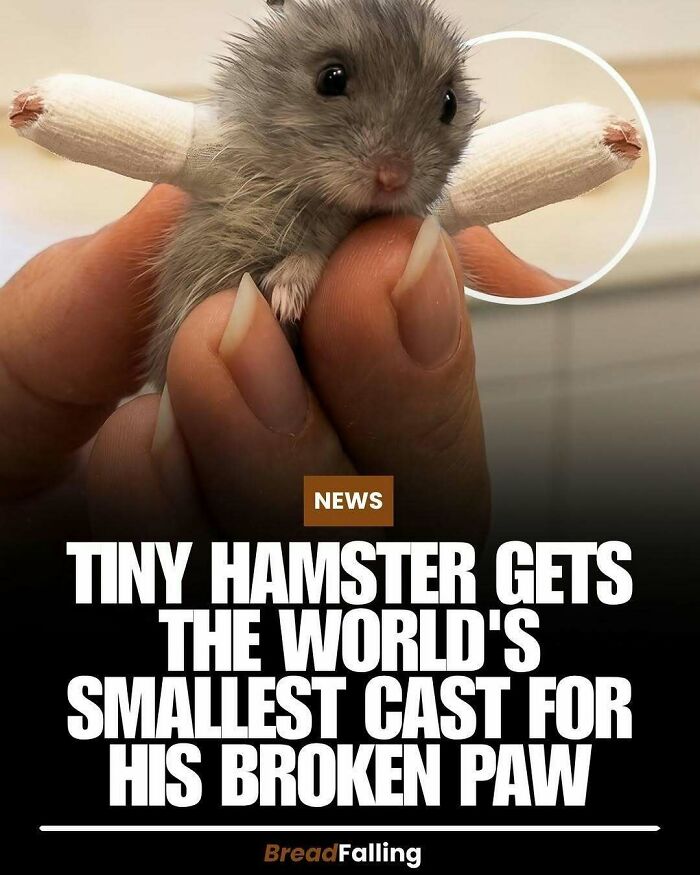 Wait, They Actually Rank This?! 63 Mind-Blowing Facts That’ll Totally Blow Your Mind