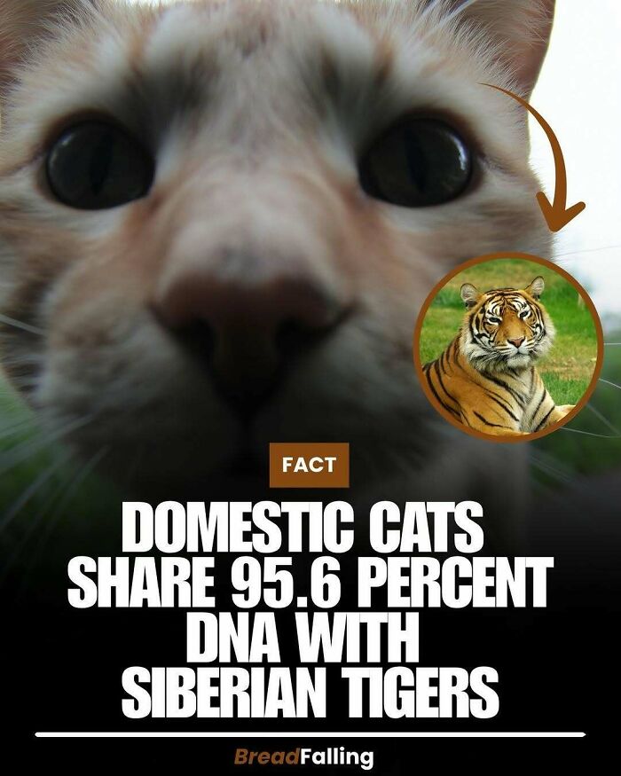 Wait, They Actually Rank This?! 63 Mind-Blowing Facts That’ll Totally Blow Your Mind