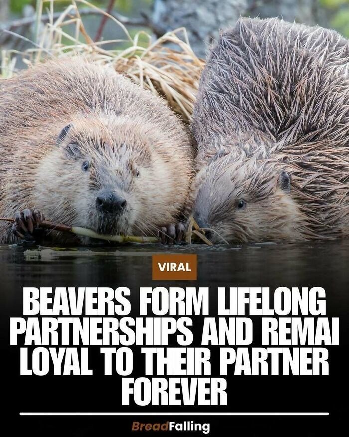 Wait, They Actually Rank This?! 63 Mind-Blowing Facts That’ll Totally Blow Your Mind
