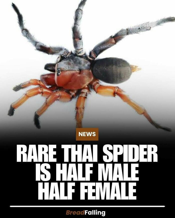 Wait, They Actually Rank This?! 63 Mind-Blowing Facts That’ll Totally Blow Your Mind