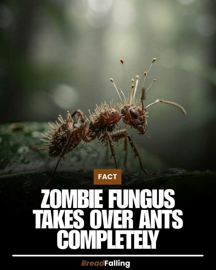 Wait, They Actually Rank This?! 63 Mind-Blowing Facts That’ll Totally Blow Your Mind
