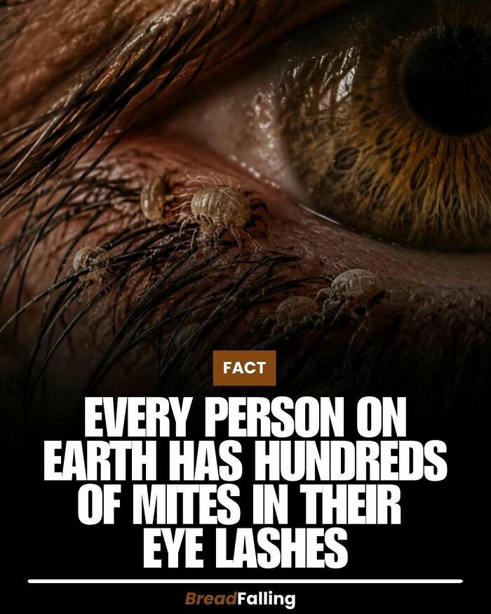 Wait, They Actually Rank This?! 63 Mind-Blowing Facts That’ll Totally Blow Your Mind