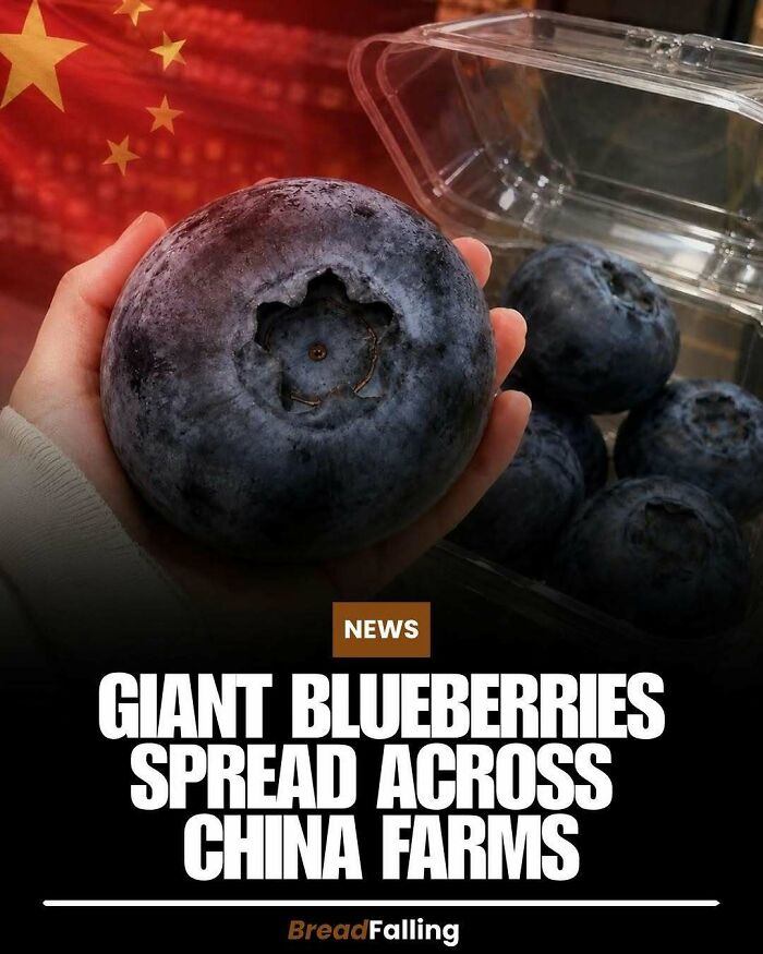 Wait, They Actually Rank This?! 63 Mind-Blowing Facts That’ll Totally Blow Your Mind