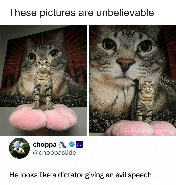 Wait, They Actually Ranked These Memes? You’re Gonna Laugh.