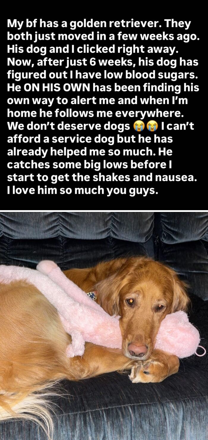 We Absolutely Don’t Deserve Dogs