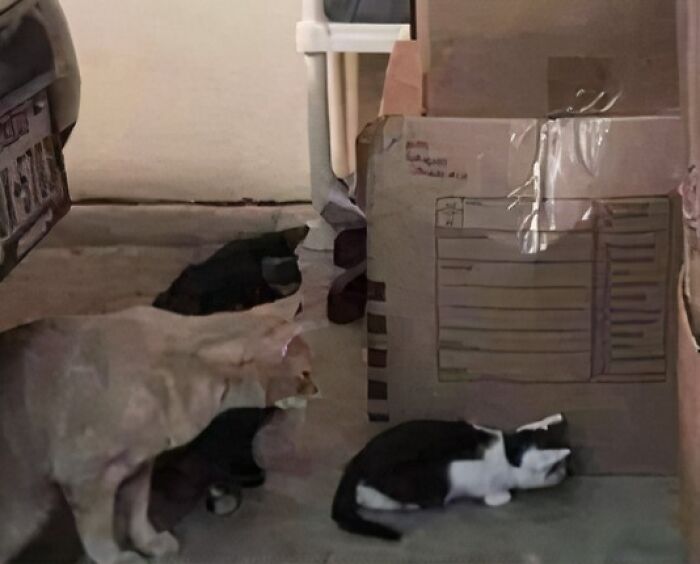 Pest Control Kitty On The Job