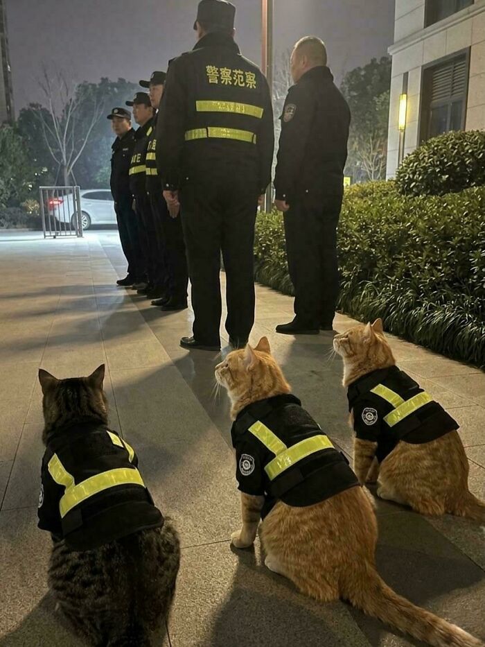 China’s Police Cats? Yes, Please!