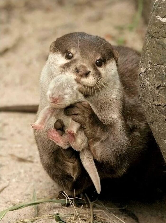 Mama Otter Showing Off Her Tiny Squad
