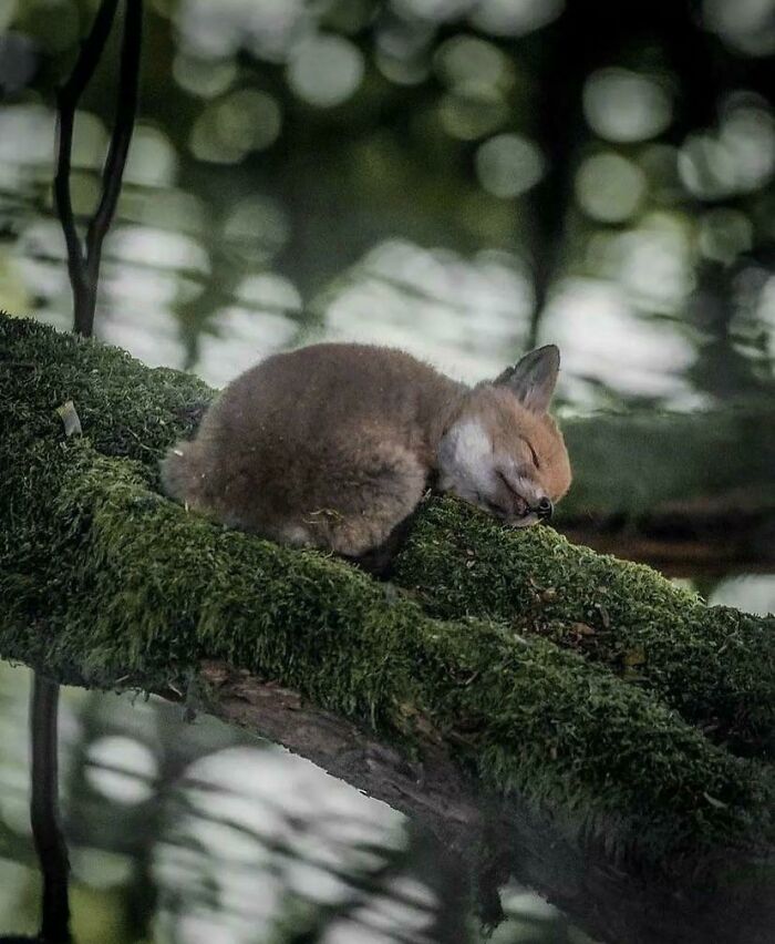 Catching Zzz’s: Baby Fox Nap Time