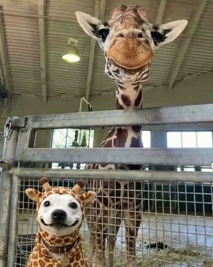 Ready For A Big Smile? Check Out These 80 Ultra-Cute Posts!