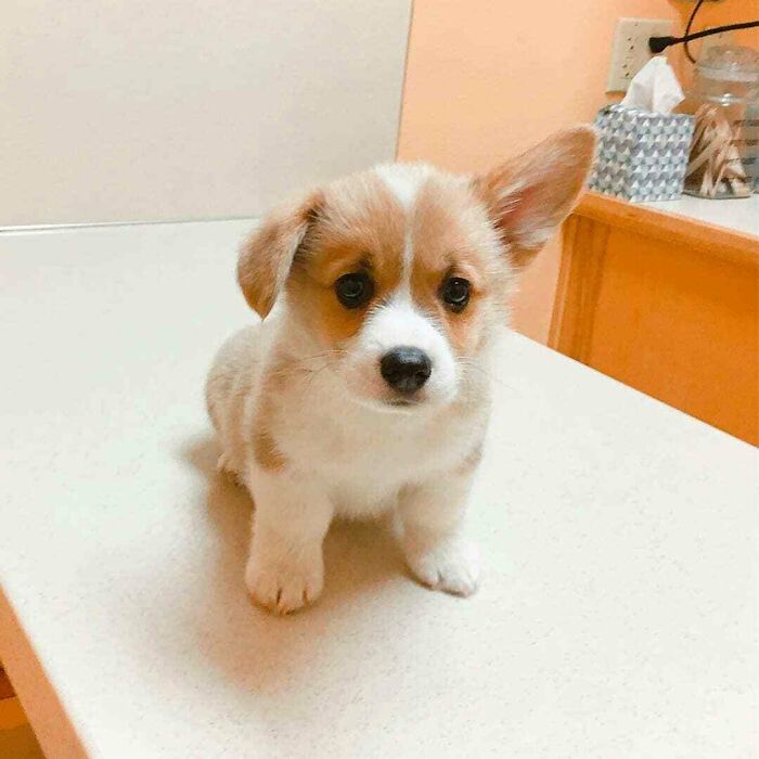 Ready For A Big Smile? Check Out These 80 Ultra-Cute Posts!