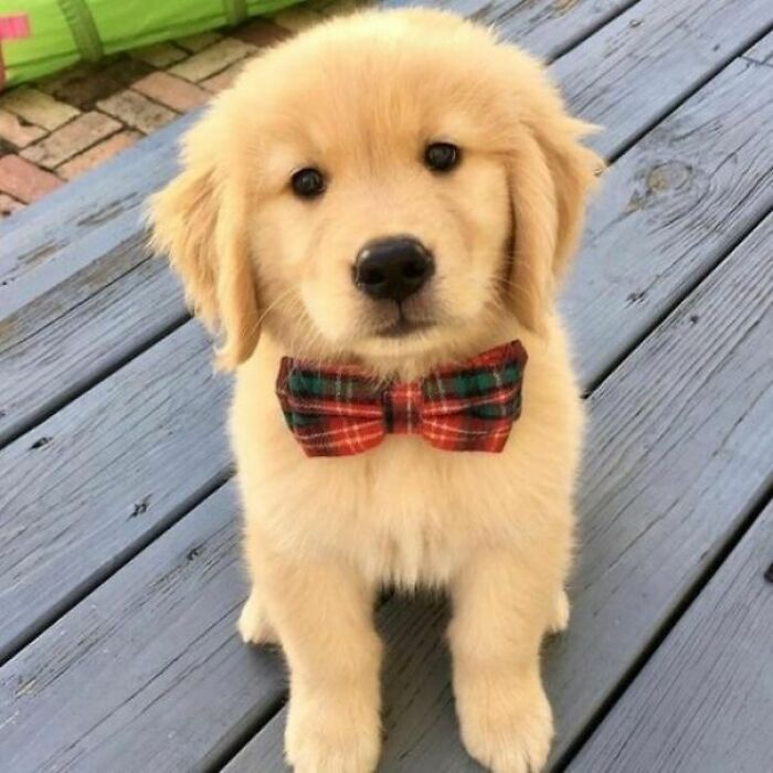 Ready For A Big Smile? Check Out These 80 Ultra-Cute Posts!