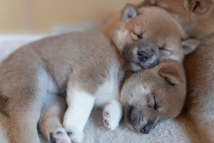 Ready For A Big Smile? Check Out These 80 Ultra-Cute Posts!