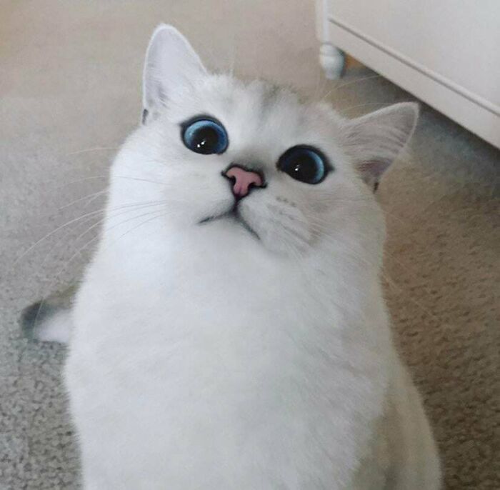 Ready For A Big Smile? Check Out These 80 Ultra-Cute Posts!