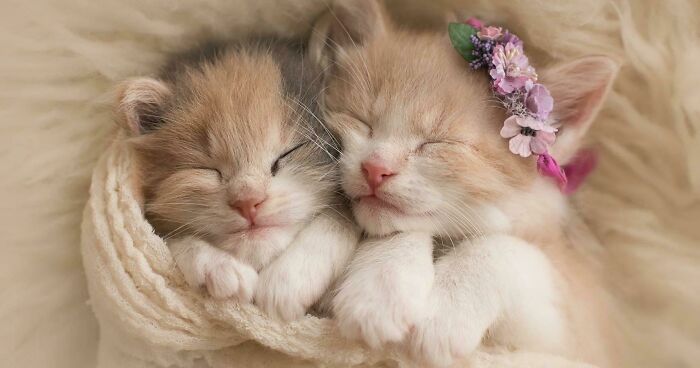 Ready For A Big Smile? Check Out These 80 Ultra-Cute Posts!