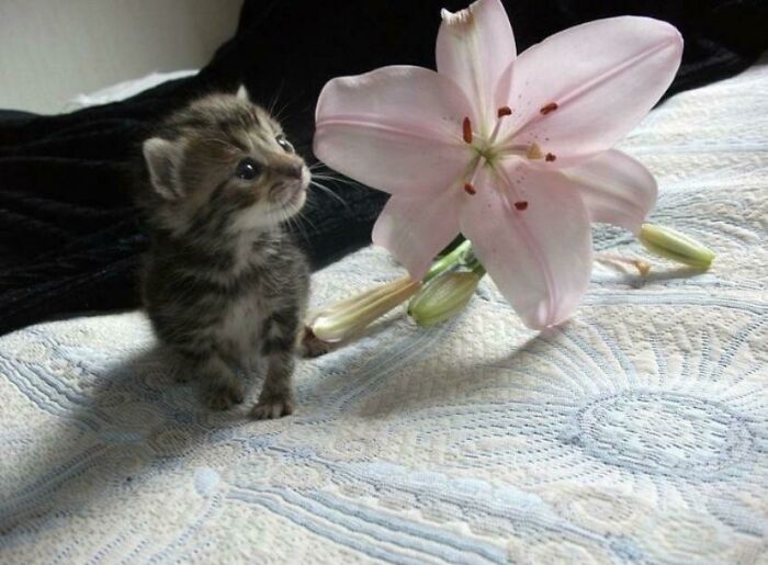 Ready For A Big Smile? Check Out These 80 Ultra-Cute Posts!