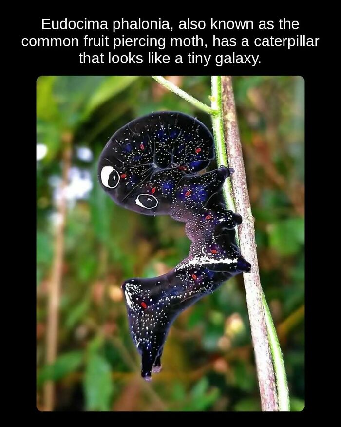 81 Weird But True Facts That'll Totally Surprise You