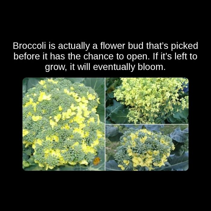 81 Weird But True Facts That'll Totally Surprise You