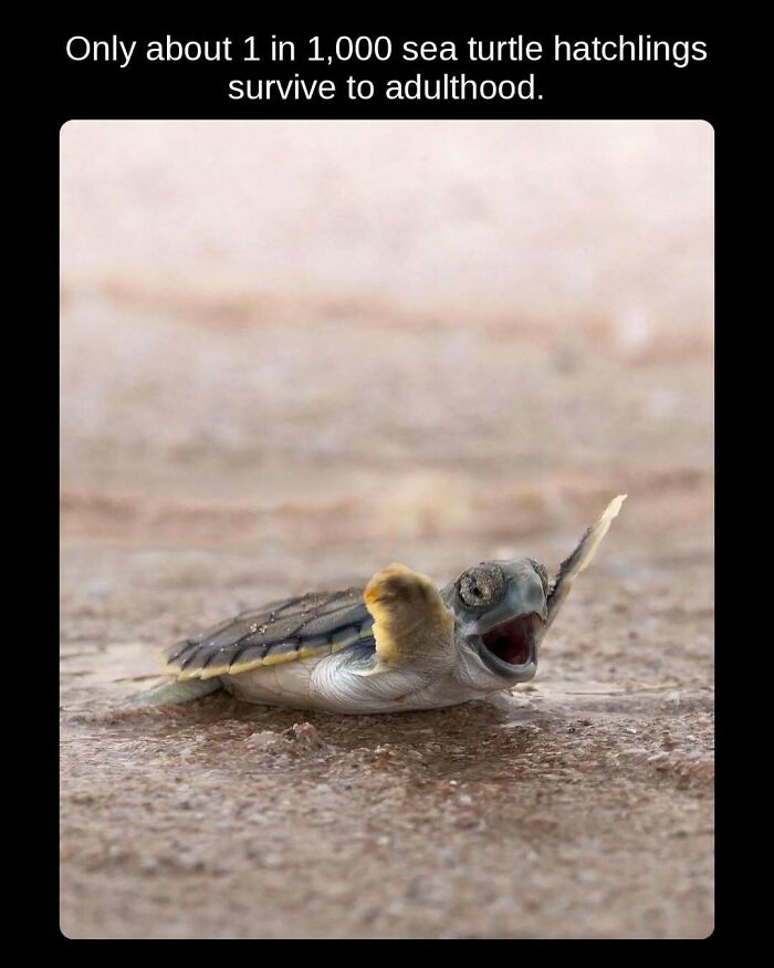 81 Weird But True Facts That'll Totally Surprise You