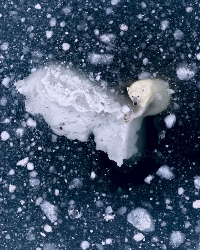 “Clinging Polar Bear” By Rhiannon Lawler