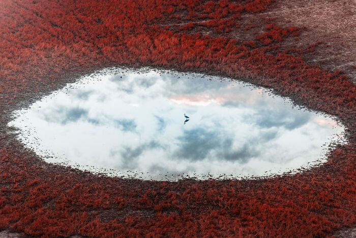 “Sky-High Birdie” By Vitaly Golovatyuk