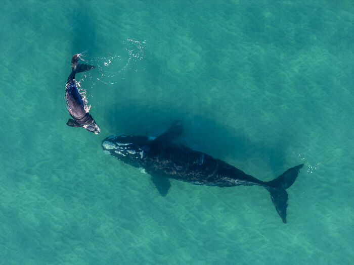 “Whale & Calf Moment” By Neil Vincent