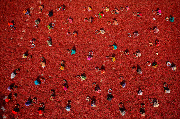 “Red Chili Harvest Buzz” By Azim Khan Ronnie