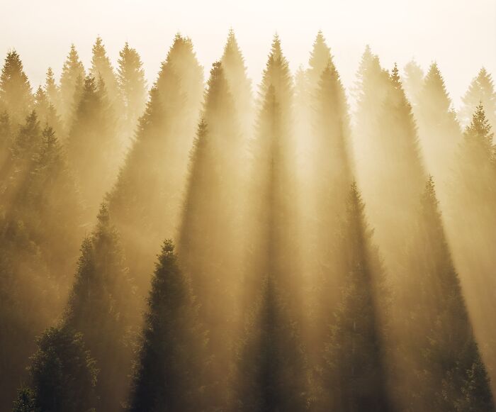 “Forest Bathed In Morning Gold” By Alexandra Moldovan