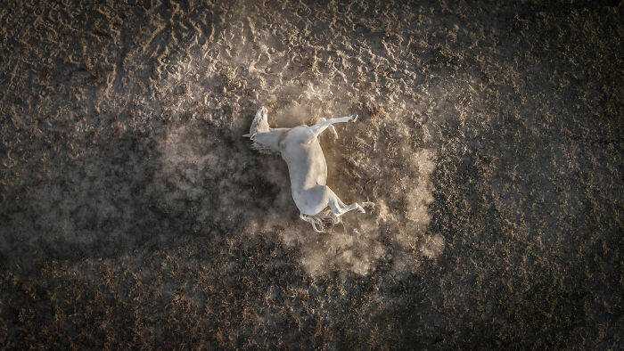 “Rolling White Horse” By Fabio Pappalettera