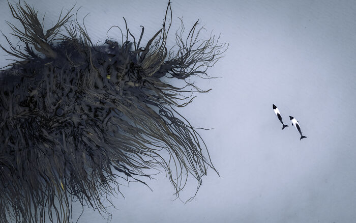 “Dolphins & Giant Kelp” By Koki Shinoda
