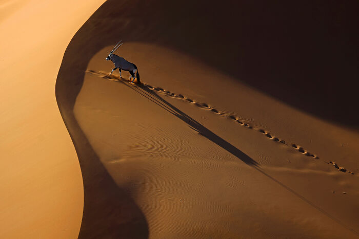 “Lone Oryx On The Dunes” By Zhengze Xu