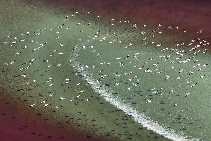 “Flamingo Takeoff” By Cédric Tamani