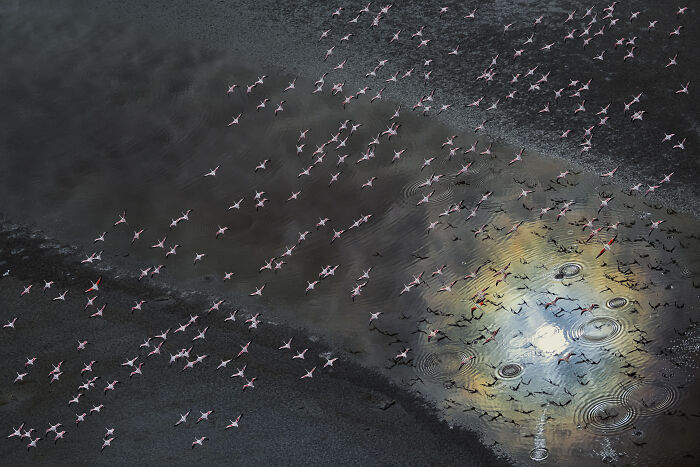 “Flamingos In Reflection” By Cédric Tamani
