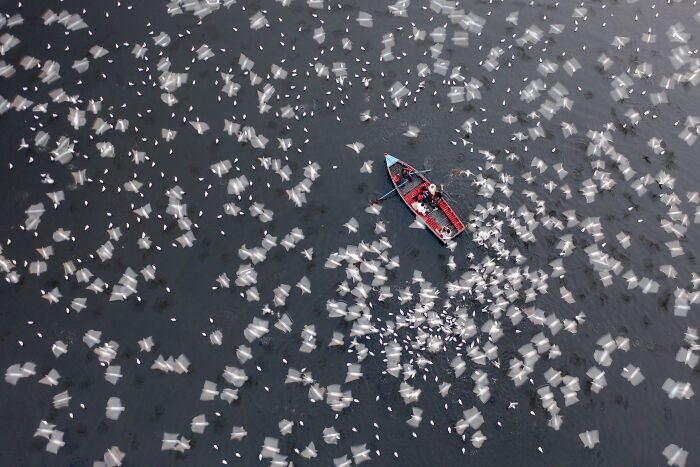 “Bird Frenzy On The River” By Azim Khan Ronnie