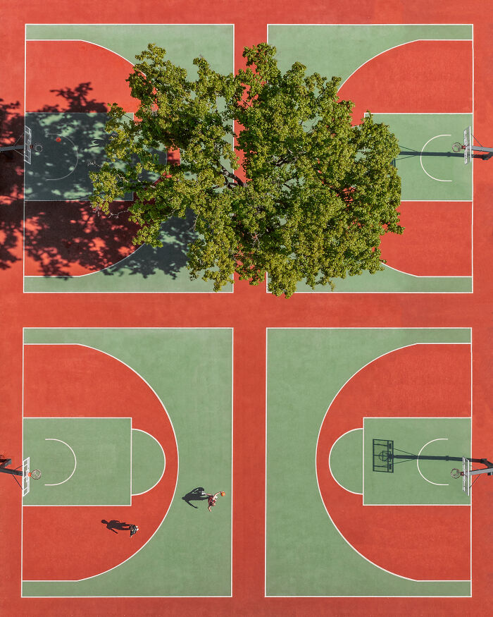“Basketball Tree Court” By Kateryna Polishchuk