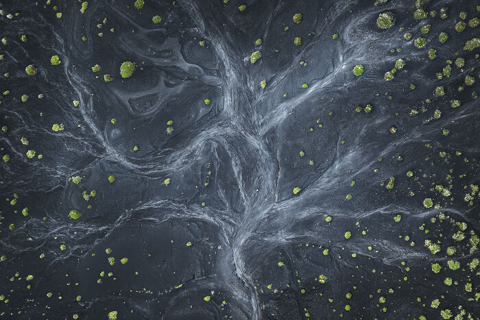 “Veins Of New Life” By Koki Dote