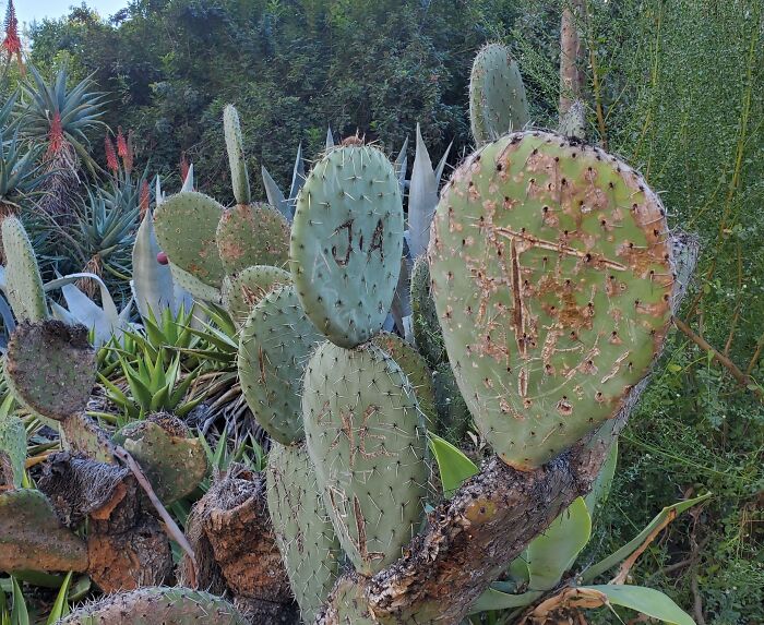 People Who Carve Their Initials On Plants Are The Worst Gardeners Ever