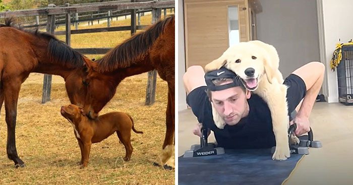 These Dogs Totally Crashed the Coolness Party and We Can’t Stop Laughing