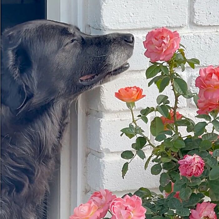 These Dogs Totally Crashed the Coolness Party and We Can't Stop Laughing