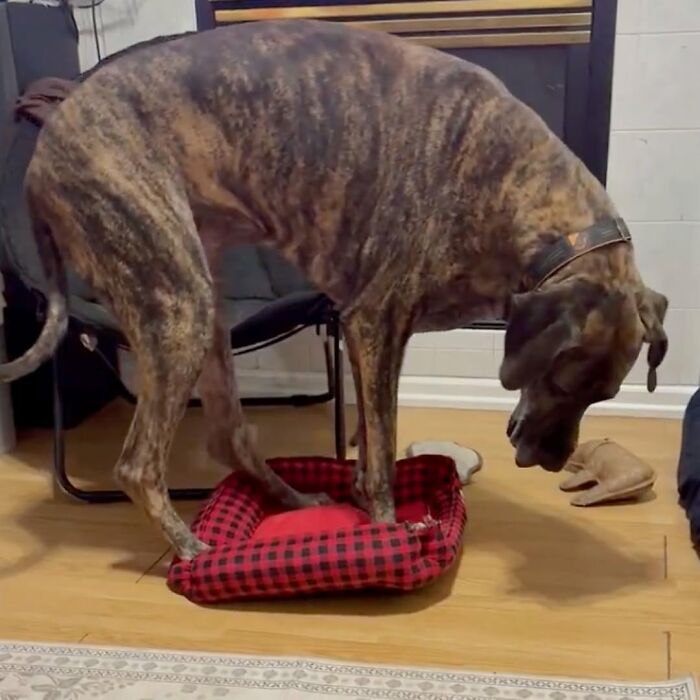 These Dogs Totally Crashed the Coolness Party and We Can't Stop Laughing