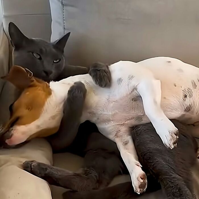 These Dogs Totally Crashed the Coolness Party and We Can't Stop Laughing