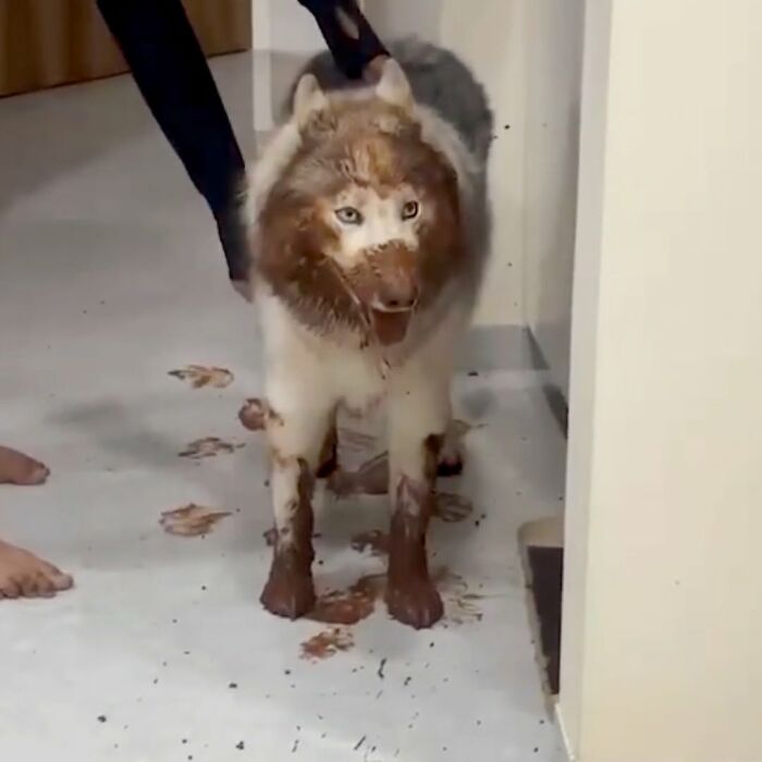 These Dogs Totally Crashed the Coolness Party and We Can't Stop Laughing