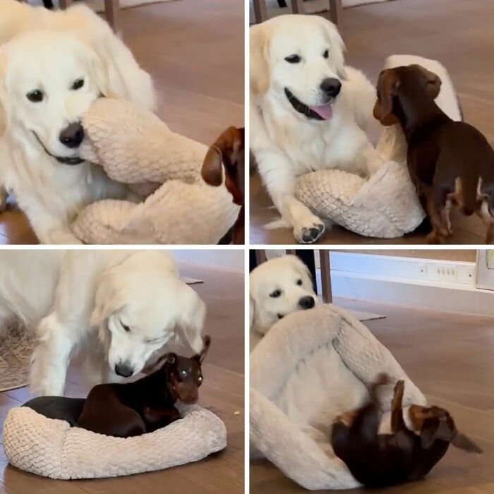 These Dogs Totally Crashed the Coolness Party and We Can't Stop Laughing