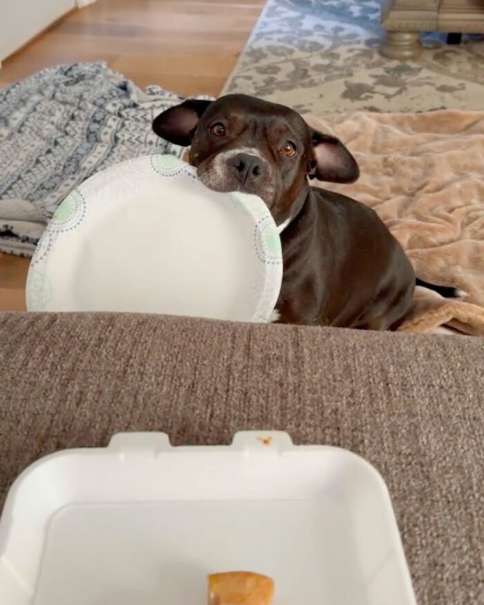 These Dogs Totally Crashed the Coolness Party and We Can't Stop Laughing